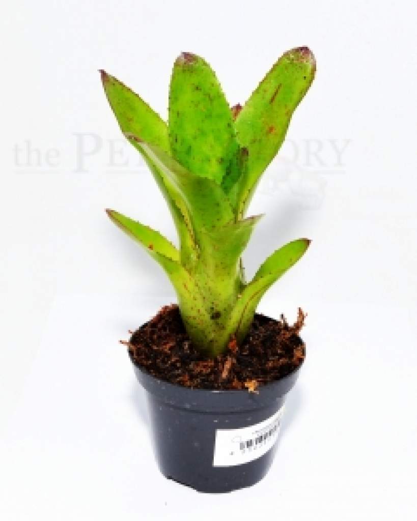 Neoregelia antigone
